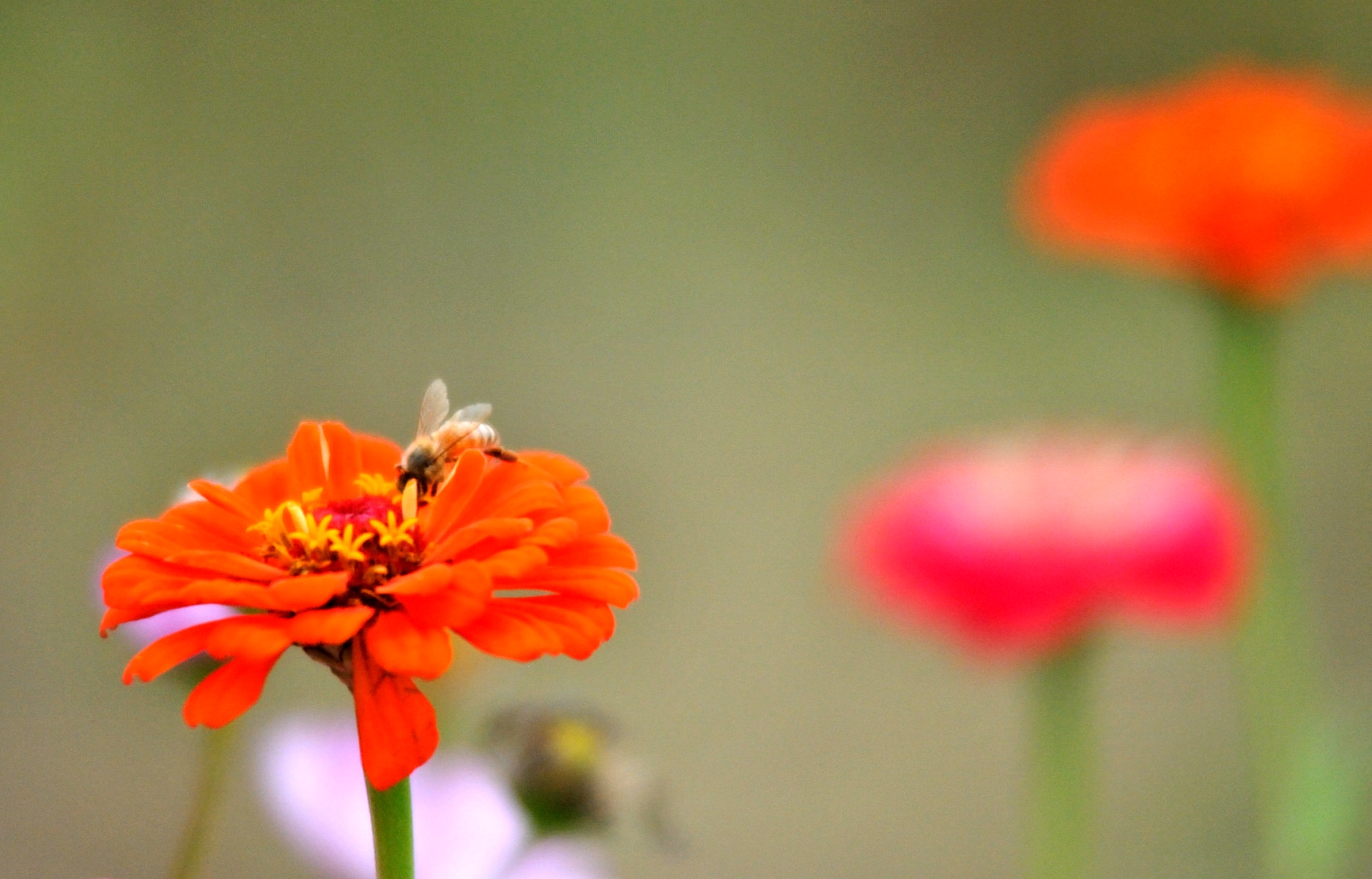 菊花_032.JPG